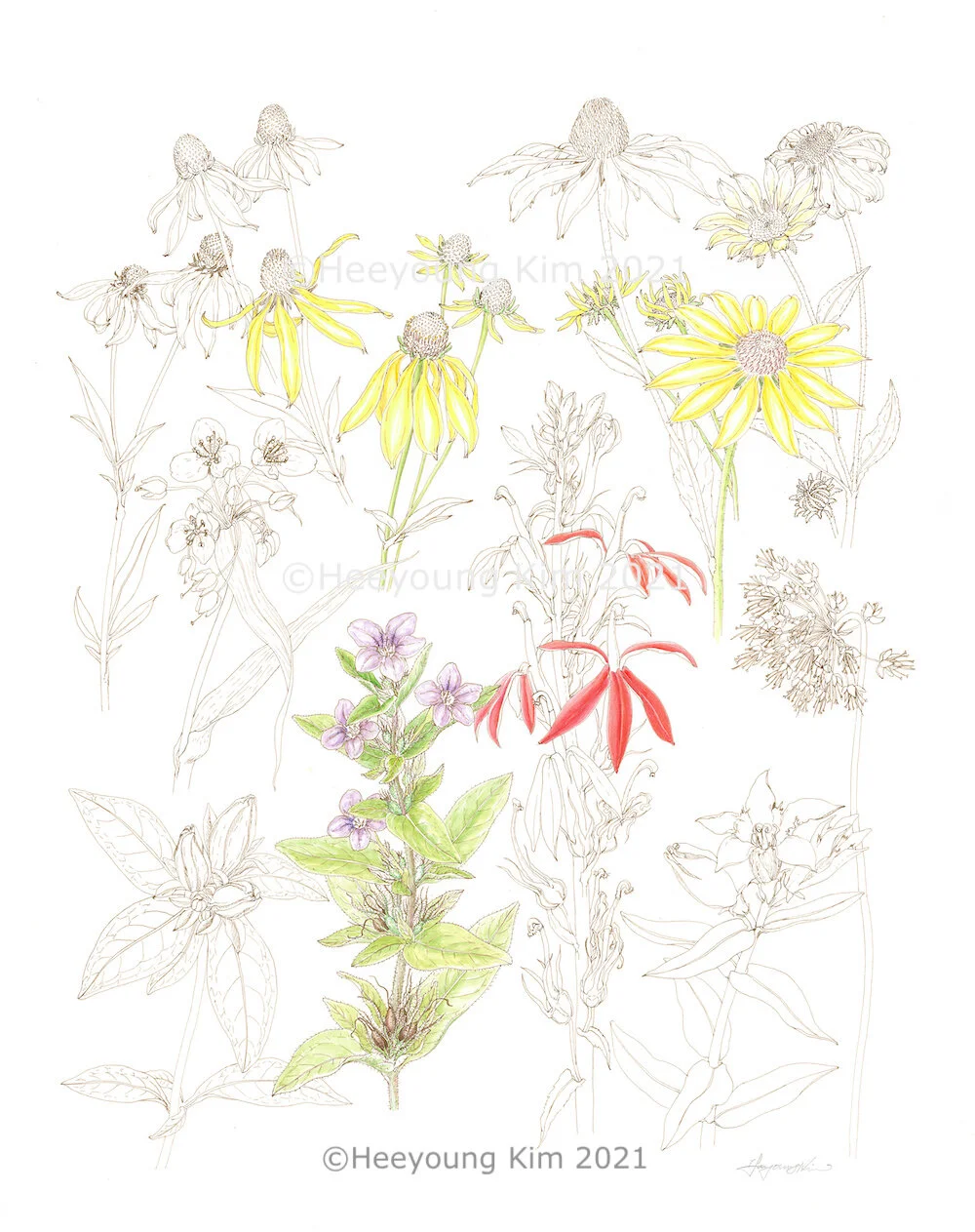 Miread M. Platt 水彩画 ジャングル植物 水彩絵画］中米のジャングル - 松岡達英の世界 アトリエ
